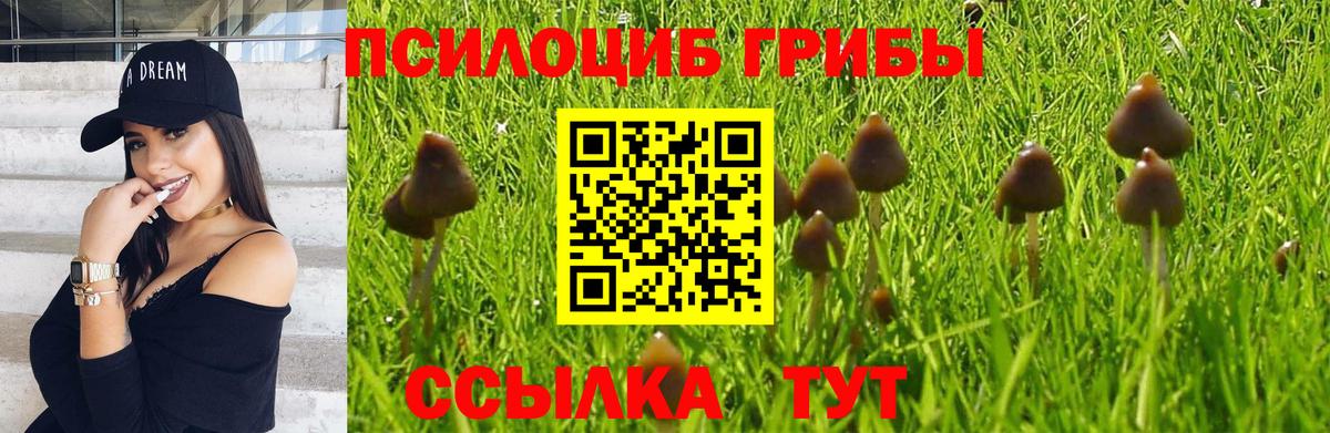 Псилоцибиновые грибы GOLDEN TEACHER  где найти наркотики  Новый Уренгой  Вход с VPN 